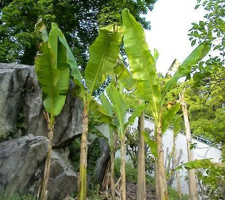 Mappina Roccabella